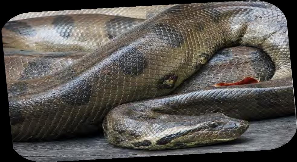 Você sabia? A maioria das serpentes não passam de dois metros de comprimento!