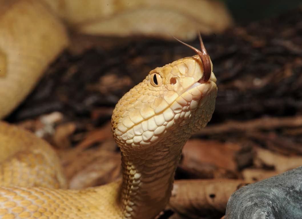 Sentidos Termo-orientação (percepção da temperatura) Outras serpentes, como as jararacas, possuem "buraquinhos" um pouco maiores que ficam entre o olho e a narina, chamados de