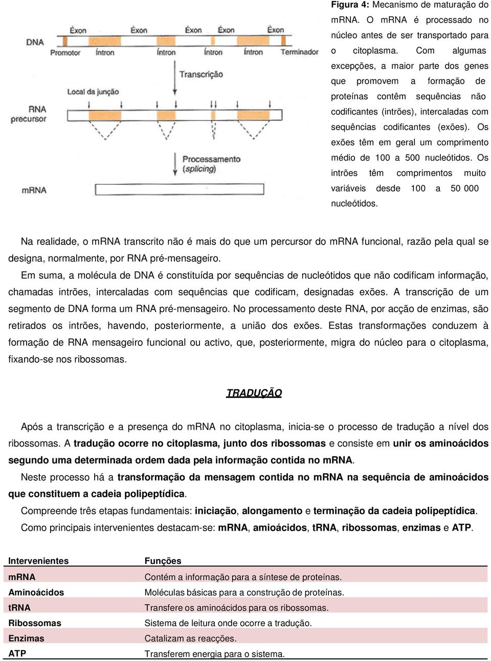 Os exões têm em geral um comprimento médio de 100 a 500 nucleótidos. Os intrões têm comprimentos muito variáveis desde 100 a 50 000 nucleótidos.