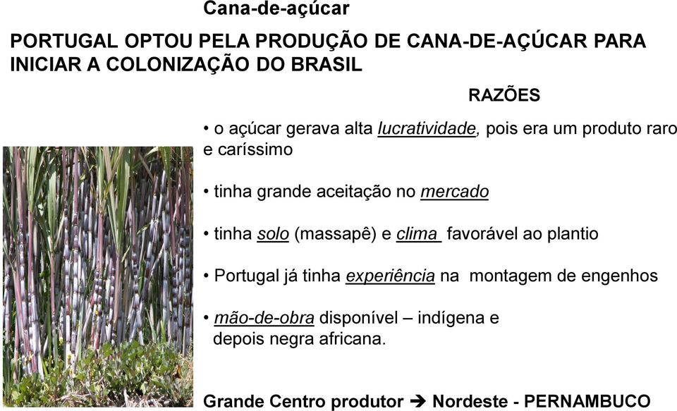 no mercado tinha solo (massapê) e clima favorável ao plantio Portugal já tinha experiência na montagem