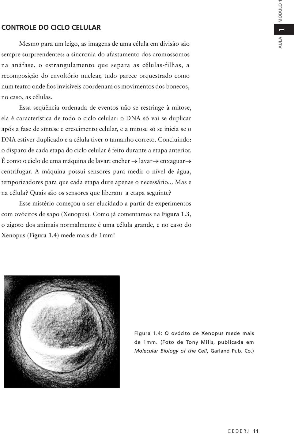 Essa seqüência ordenada de eventos não se restringe à mitose, ela é característica de todo o ciclo celular: o DNA só vai se duplicar após a fase de síntese e crescimento celular, e a mitose só se