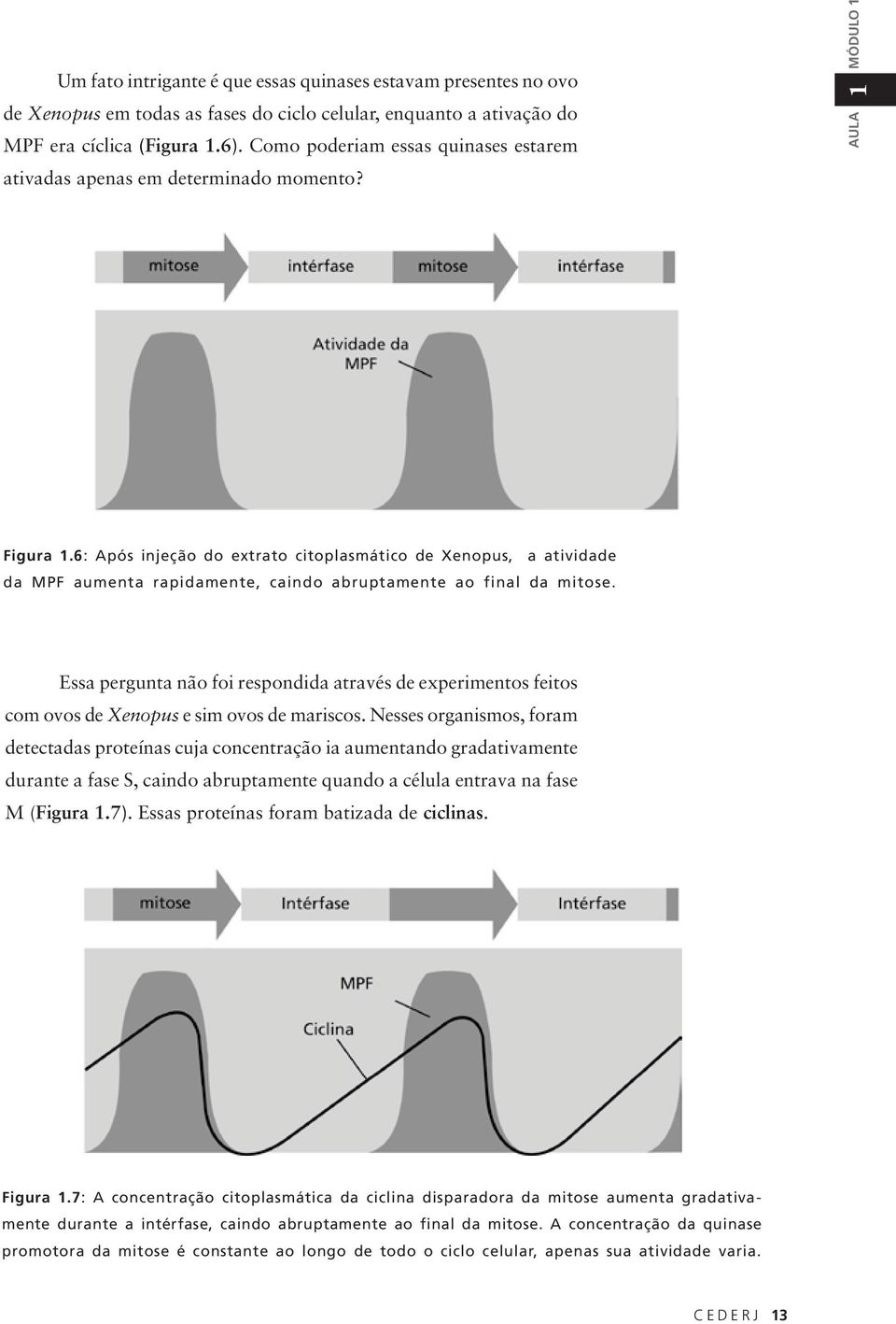 6: Após injeção do extrato citoplasmático de Xenopus, a atividade da MPF aumenta rapidamente, caindo abruptamente ao final da mitose.