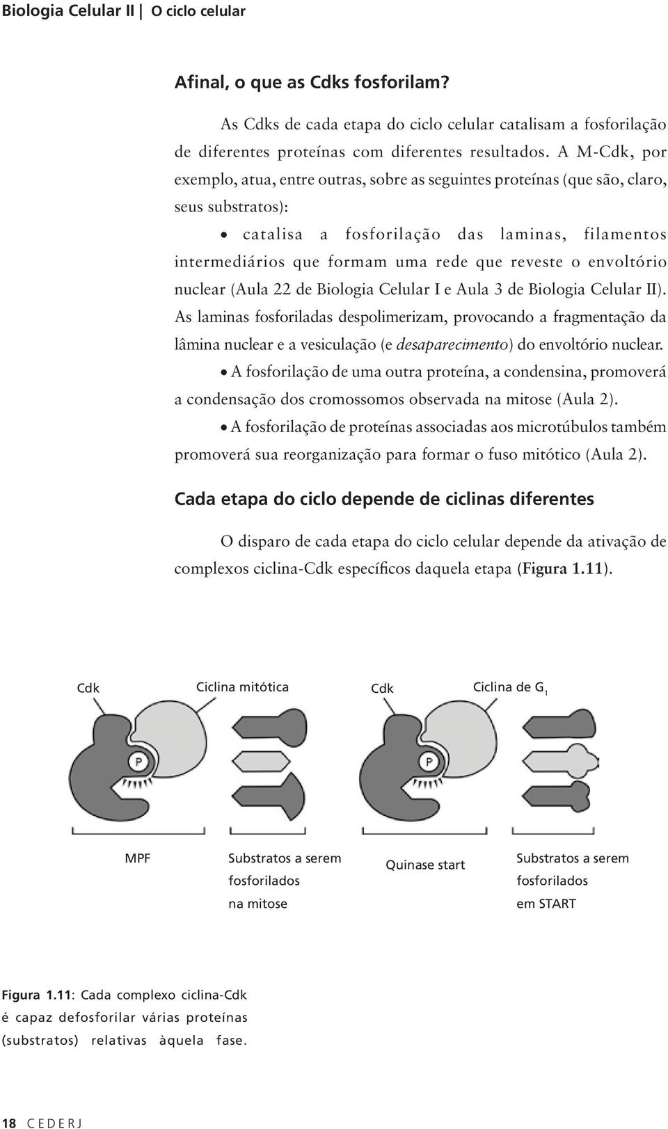 reveste o envoltório nuclear (Aula 22 de Biologia Celular I e Aula 3 de Biologia Celular II).