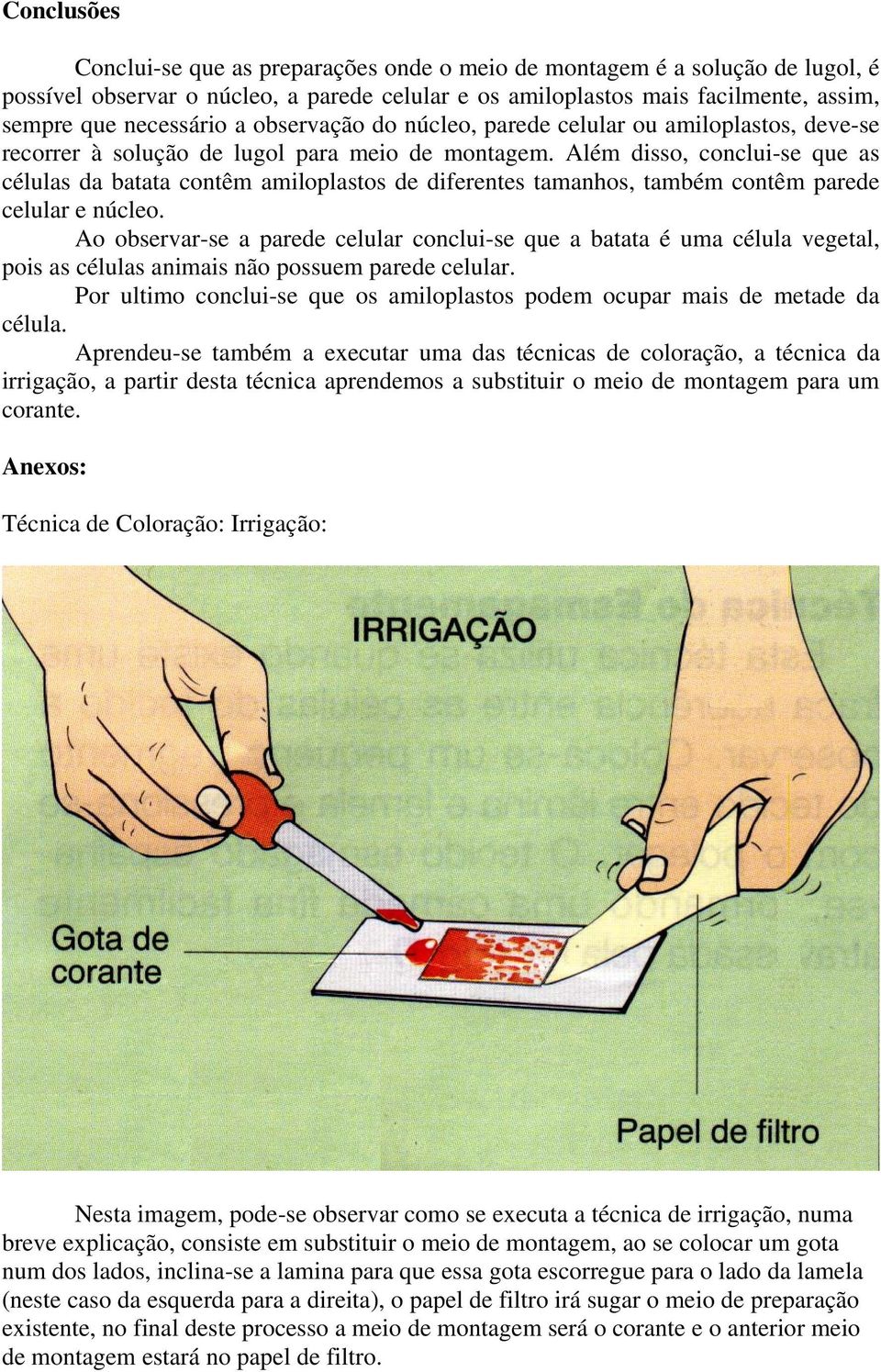 Além disso, conclui-se que as células da batata contêm amiloplastos de diferentes tamanhos, também contêm parede celular e núcleo.