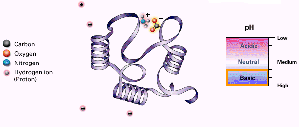 QUIMOTRIPSINA (serino-protease) 1. A estrutura 3-D de uma proteína é determinada por sua seqüência de aminoácidos. 2. A função de uma proteína depende de sua estrutura. 3. Cada proteína tem uma estrutura única.