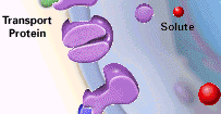 QUANTO À FUNÇÃO BIOLÓGICA 2. Proteínas de reserva Ovoalbumina: proteína da clara do ovo. Caseína: proteína do leite. Ferritina: armazenamento de ferro no baço. Gliadina: proteína da semente de trigo.