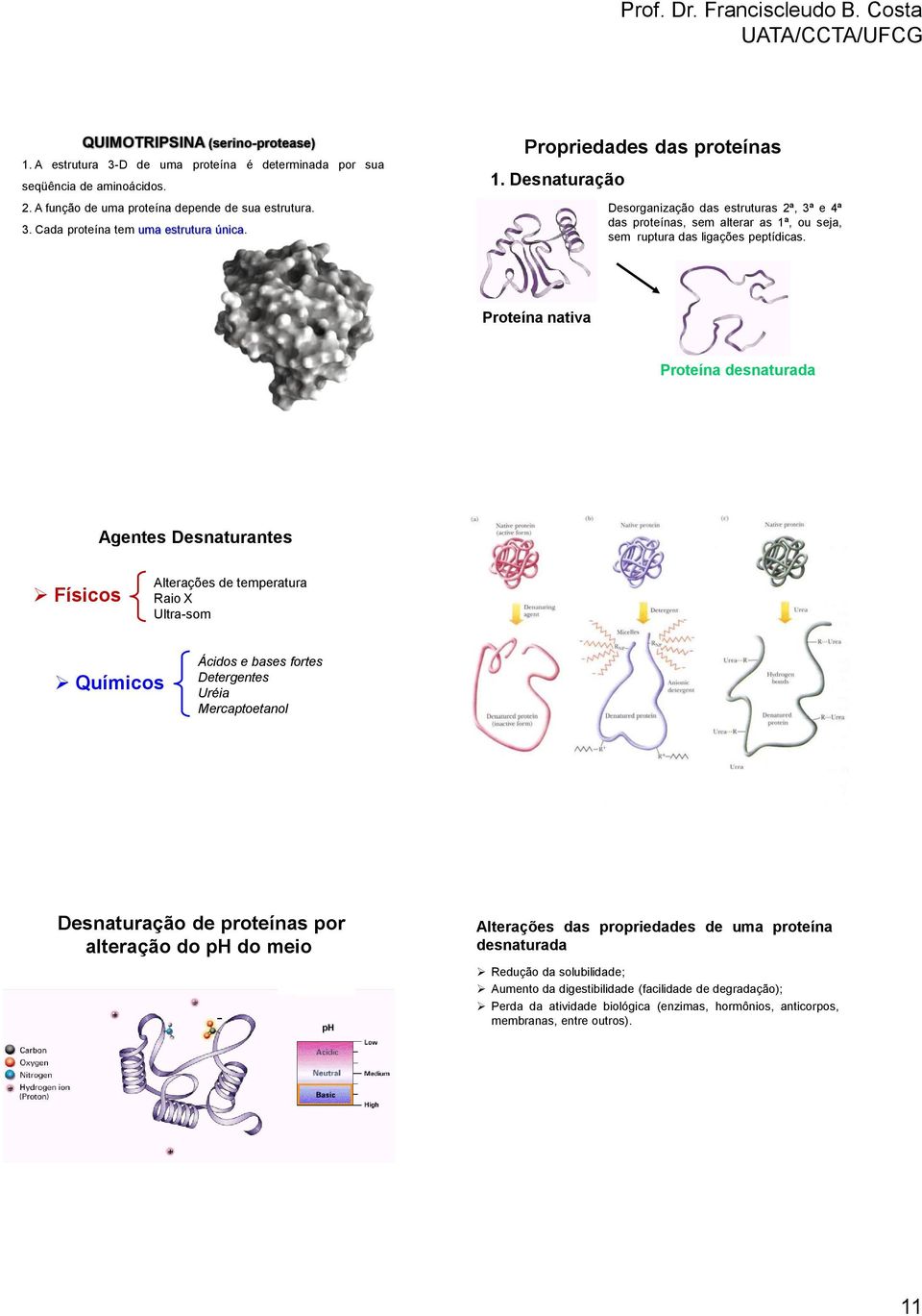 Proteína nativa Proteína desnaturada Agentes Desnaturantes Físicos Alterações de temperatura Raio X Ultra-som Químicos Ácidos e bases fortes Detergentes Uréia Mercaptoetanol Desnaturação de proteínas