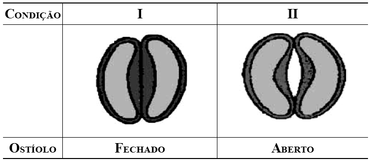 O mecanismo de abertura e fechamento dos estômatos é influenciado por diversos fatores.