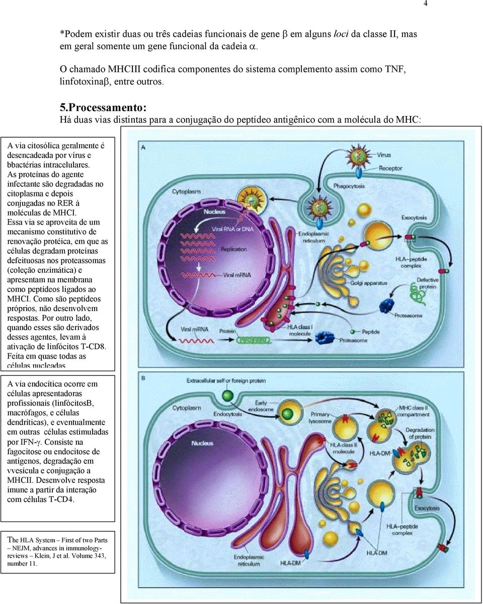 Processamento: Há duas vias distintas para a conjugação do peptídeo antigênico com a molécula do MHC: A via citosólica geralmente é desencadeada por vírus e bbactérias intracelulares.