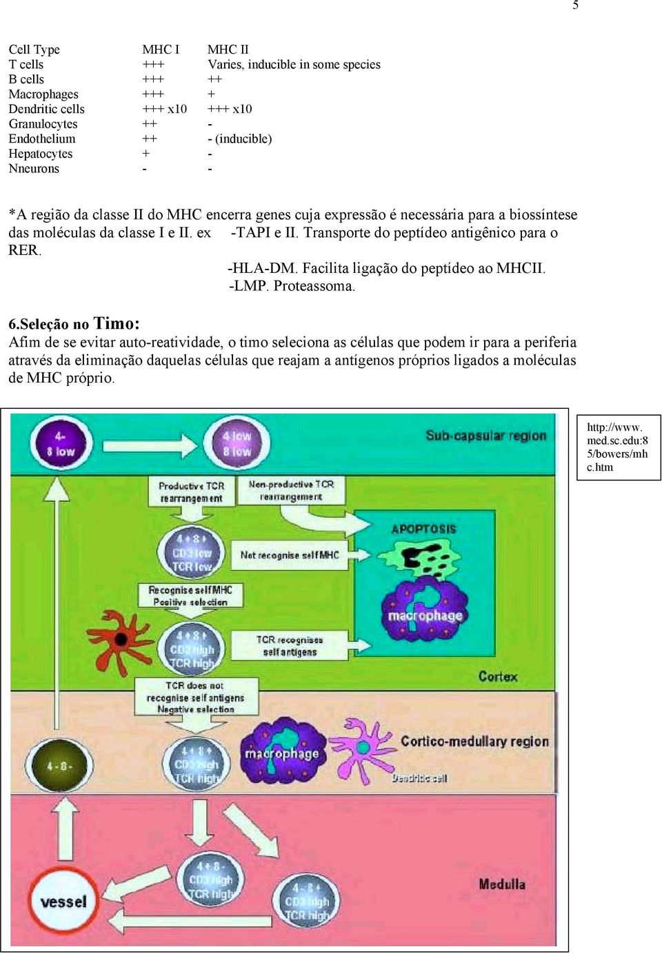 Transporte do peptídeo antigênico para o RER. -HLA-DM. Facilita ligação do peptídeo ao MHCII. -LMP. Proteassoma. 6.