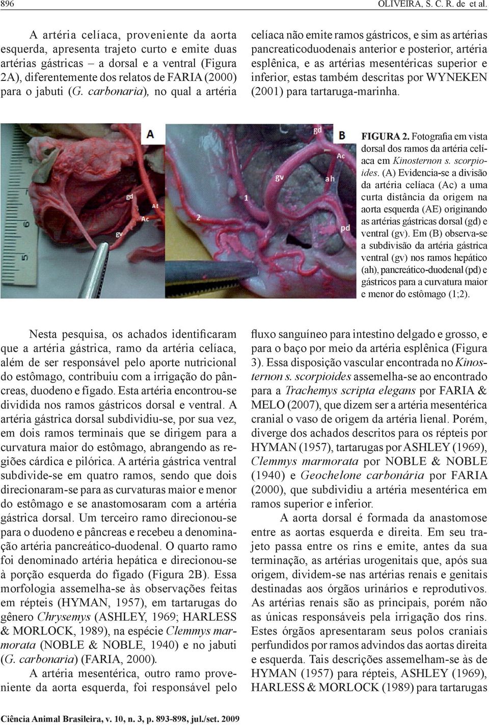 carbonaria), no qual a artéria celíaca não emite ramos gástricos, e sim as artérias pancreaticoduodenais anterior e posterior, artéria esplênica, e as artérias mesentéricas superior e inferior, estas