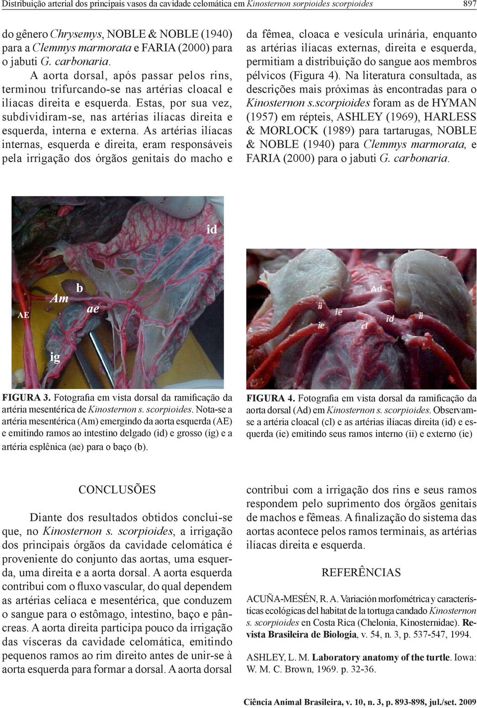 Estas, por sua vez, subdividiram-se, nas artérias ilíacas direita e esquerda, interna e externa.