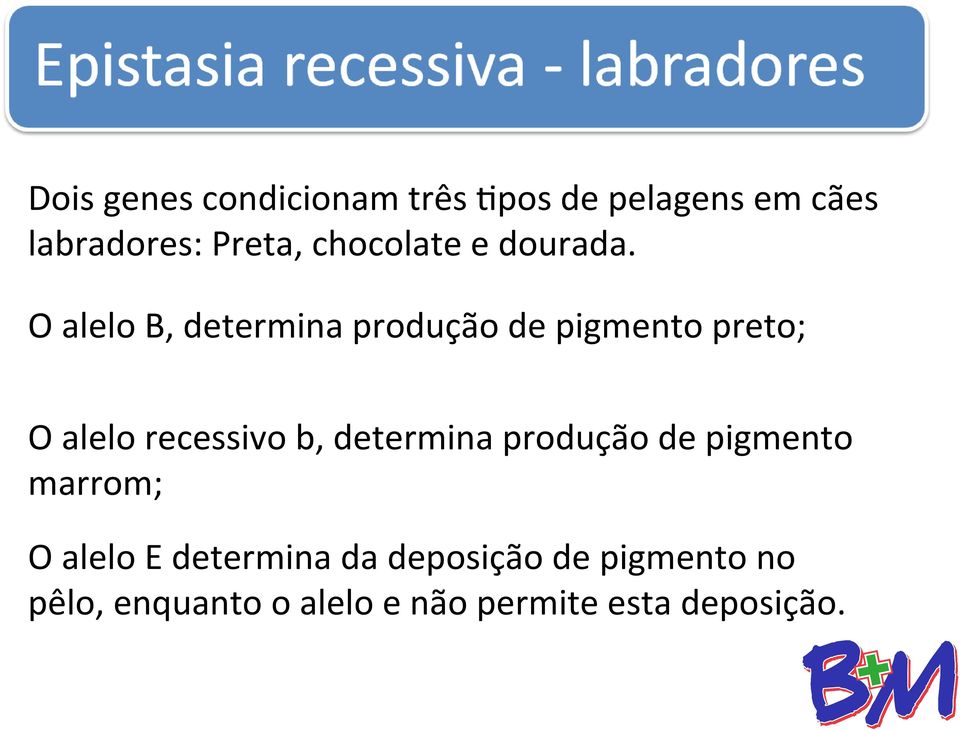 O alelo B, determina produção de pigmento preto; O alelo recessivo b,