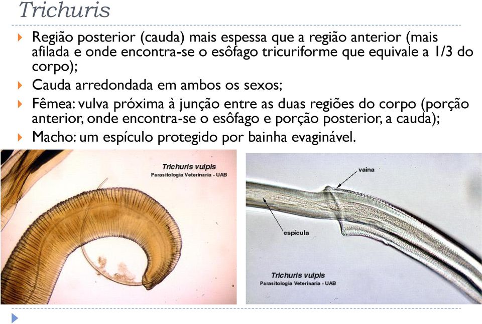 sexos; Fêmea: vulva próxima à junção entre as duas regiões do corpo (porção anterior, onde