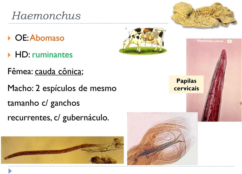 espículos de mesmo tamanho c/ ganchos