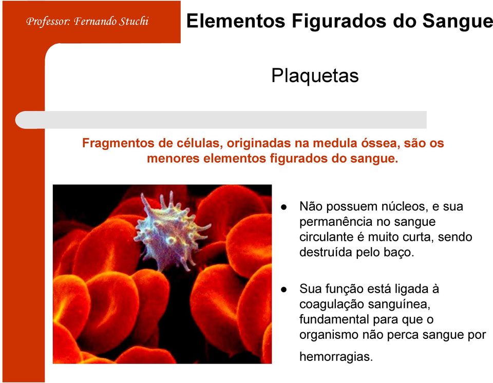 Não possuem núcleos, e sua permanência no sangue circulante é muito curta, sendo