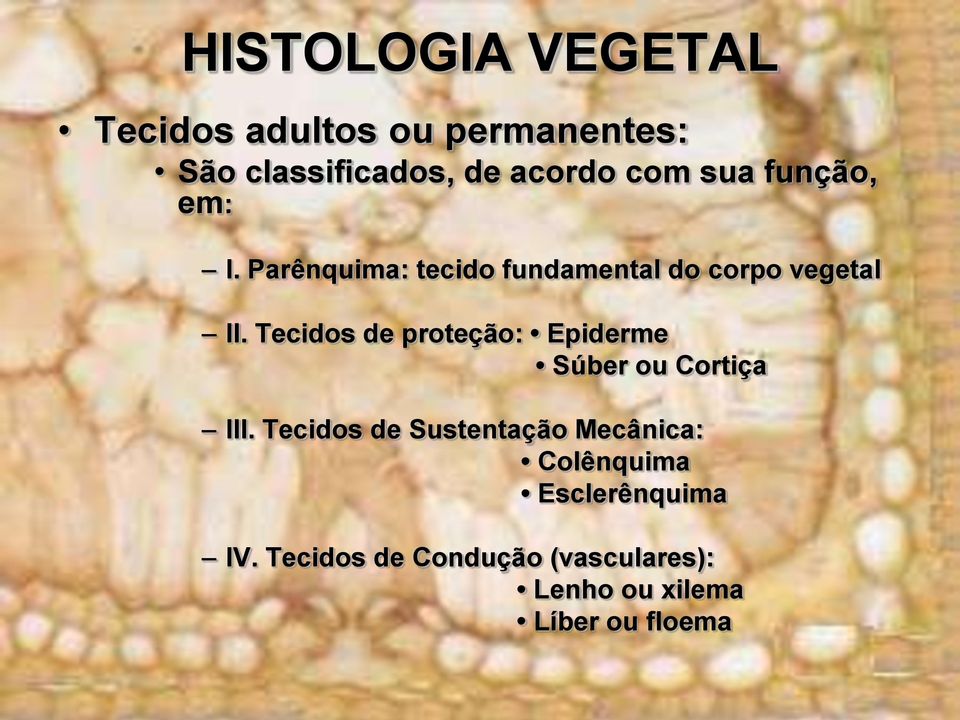 Tecidos de proteção: Epiderme Súber ou Cortiça III.