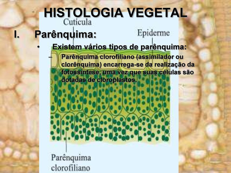 clorênquima) encarrega-se da realização da