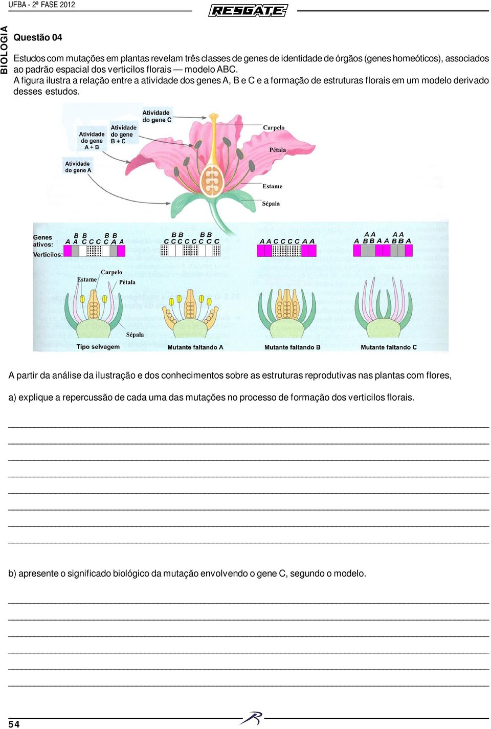 A figura ilustra a relação entre a atividade dos genes A, B e C e a formação de estruturas florais em um modelo derivado desses estudos.