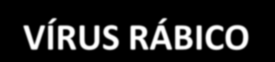 VÍRUS RÁBICO O vírus rábico é inativado por diversos agentes físicos e químicos, tais como: - radiação ultravioleta - detergentes - agentes oxidantes -