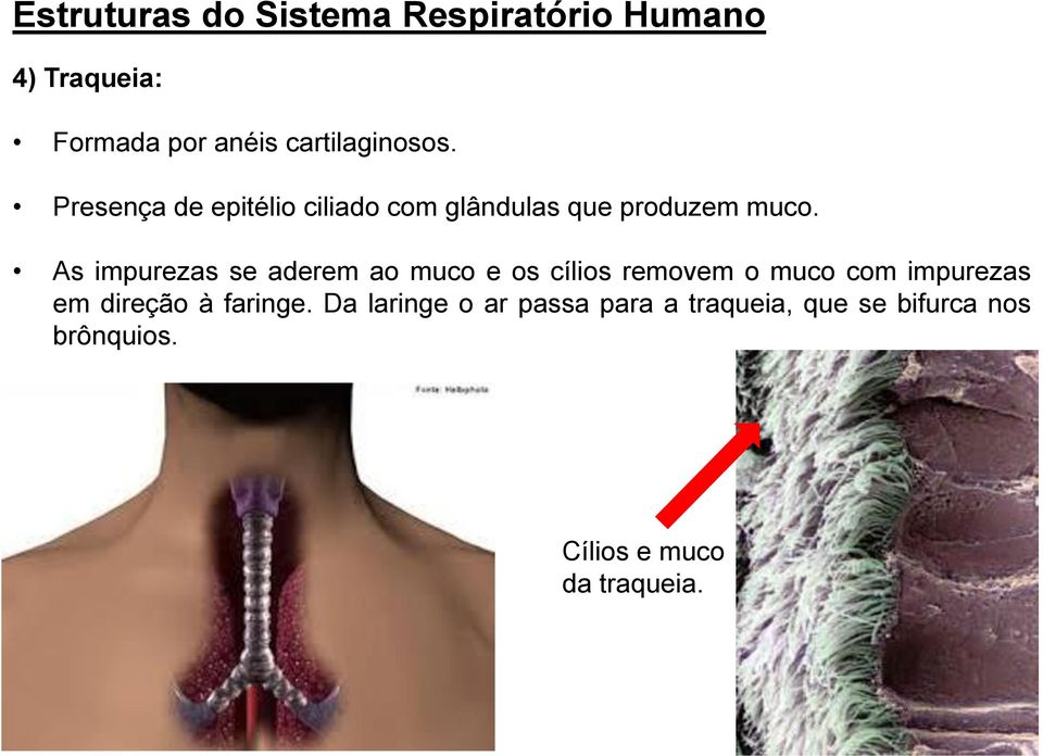 As impurezas se aderem ao muco e os cílios removem o muco com impurezas em