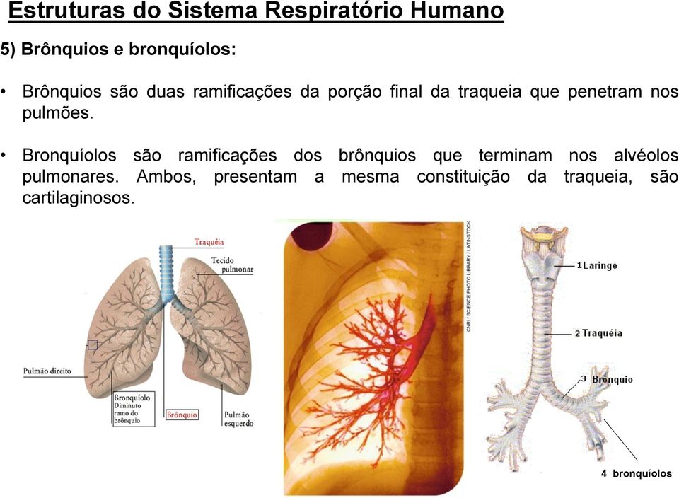 Bronquíolos são ramificações dos brônquios que terminam nos alvéolos