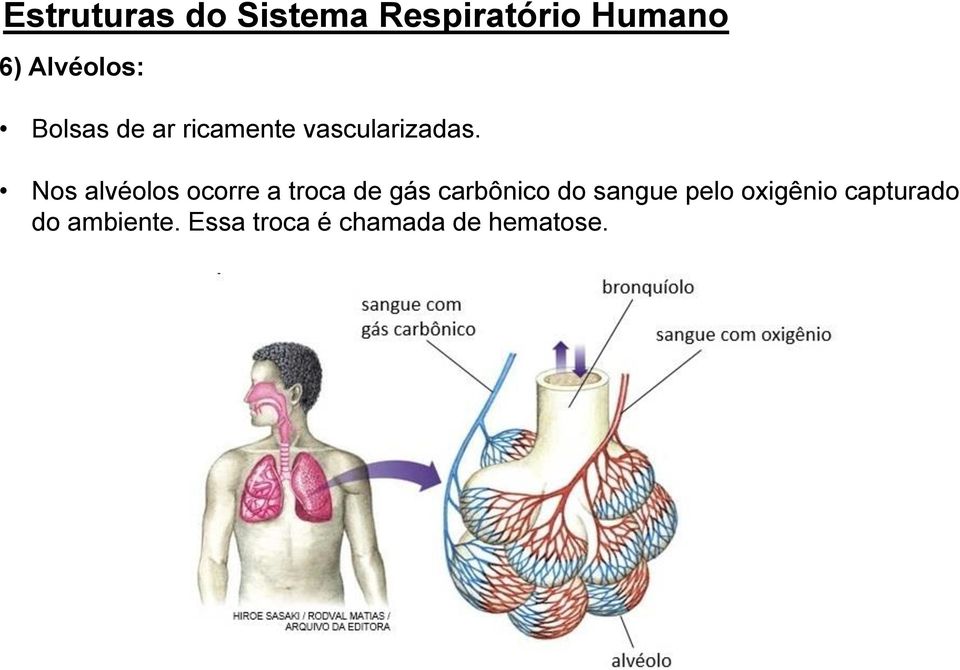 Nos alvéolos ocorre a troca de gás carbônico