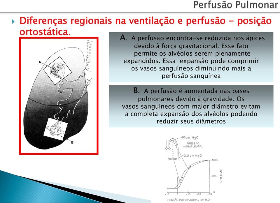 Esse fato permite os alvéolos serem plenamente expandidos.