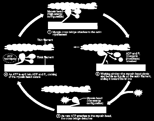 7. Após uma fracção de segundo, uma bomba de Ca 2+ armazena de novo esses iões no retículo sarcoplasmático e a contracção termina.