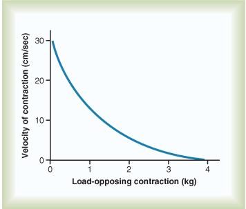 A velocidade de contracção está, por sua vez, associada à carga a que o músculo está sujeito. À medida que a carga aumenta, a velocidade de contracção diminui.