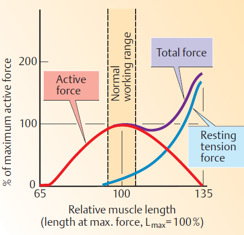 Relativamente à contracção do músculo como um todo, quando este se encontra no comprimento normal de relaxamento, a tensão produzida após uma estimulação é máxima.