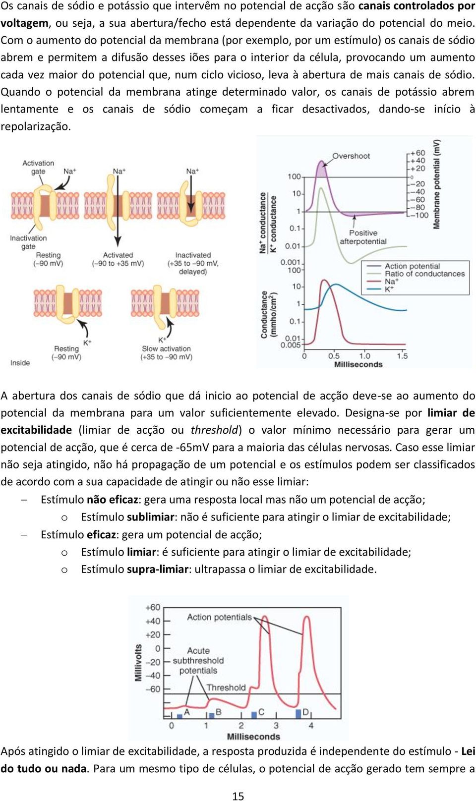 potencial que, num ciclo vicioso, leva à abertura de mais canais de sódio.