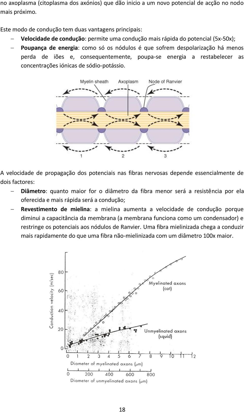 despolarização há menos perda de iões e, consequentemente, poupa-se energia a restabelecer as concentrações iónicas de sódio-potássio.