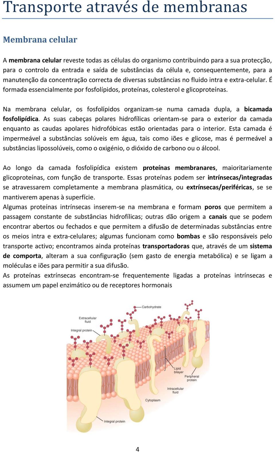 É formada essencialmente por fosfolípidos, proteínas, colesterol e glicoproteínas. Na membrana celular, os fosfolípidos organizam-se numa camada dupla, a bicamada fosfolipídica.