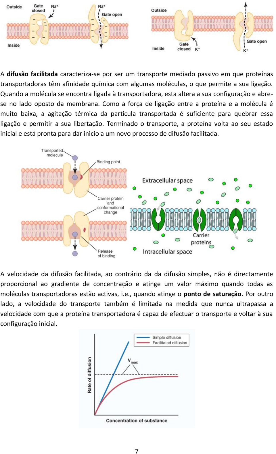 Como a força de ligação entre a proteína e a molécula é muito baixa, a agitação térmica da partícula transportada é suficiente para quebrar essa ligação e permitir a sua libertação.