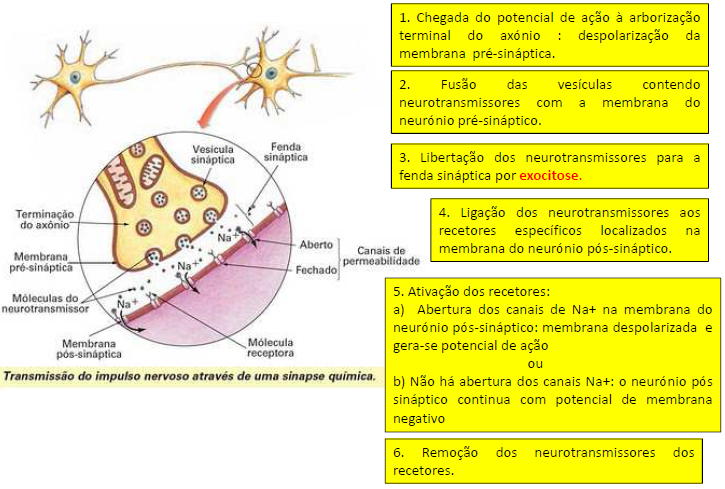 Sinapse = membrana (neurónio) pré-sináptica + fenda sináptica + membrana (neurónio) póssináptica O neurónio que conduz impulsos em direção à sinapse denomina-se neurónio pré-sináptico.