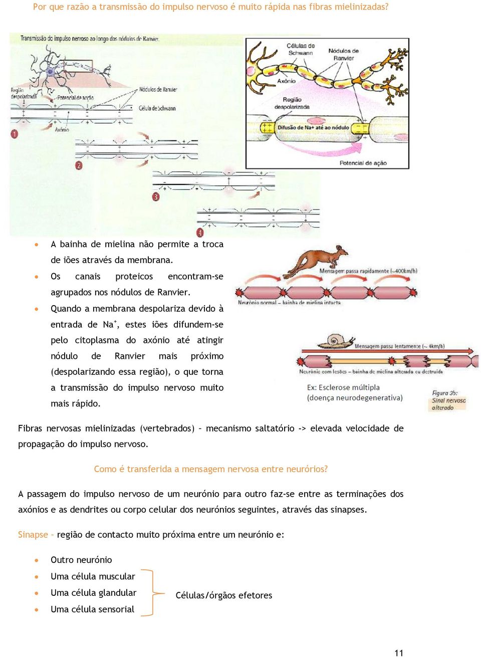 Quando a membrana despolariza devido à entrada de Na +, estes iões difundem-se pelo citoplasma do axónio até atingir nódulo de Ranvier mais próximo (despolarizando essa região), o que torna a