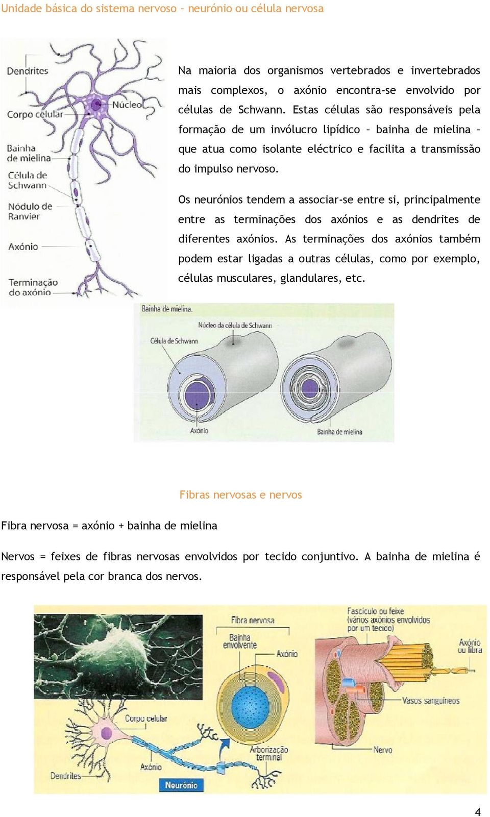 Os neurónios tendem a associar-se entre si, principalmente entre as terminações dos axónios e as dendrites de diferentes axónios.