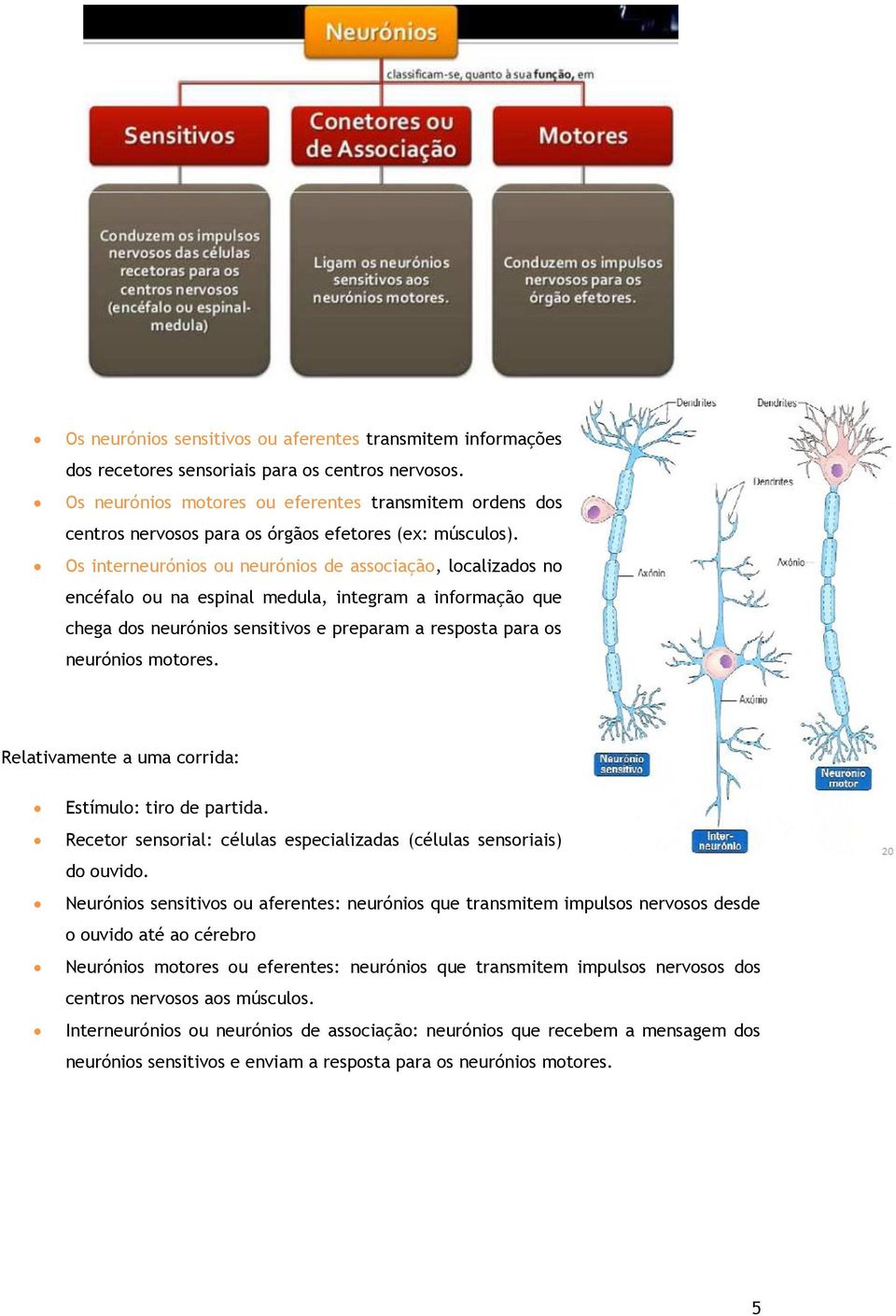 Os interneurónios ou neurónios de associação, localizados no encéfalo ou na espinal medula, integram a informação que chega dos neurónios sensitivos e preparam a resposta para os neurónios motores.