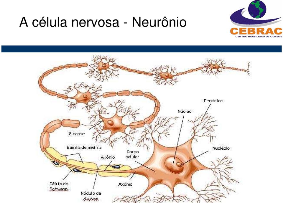 Neurônio