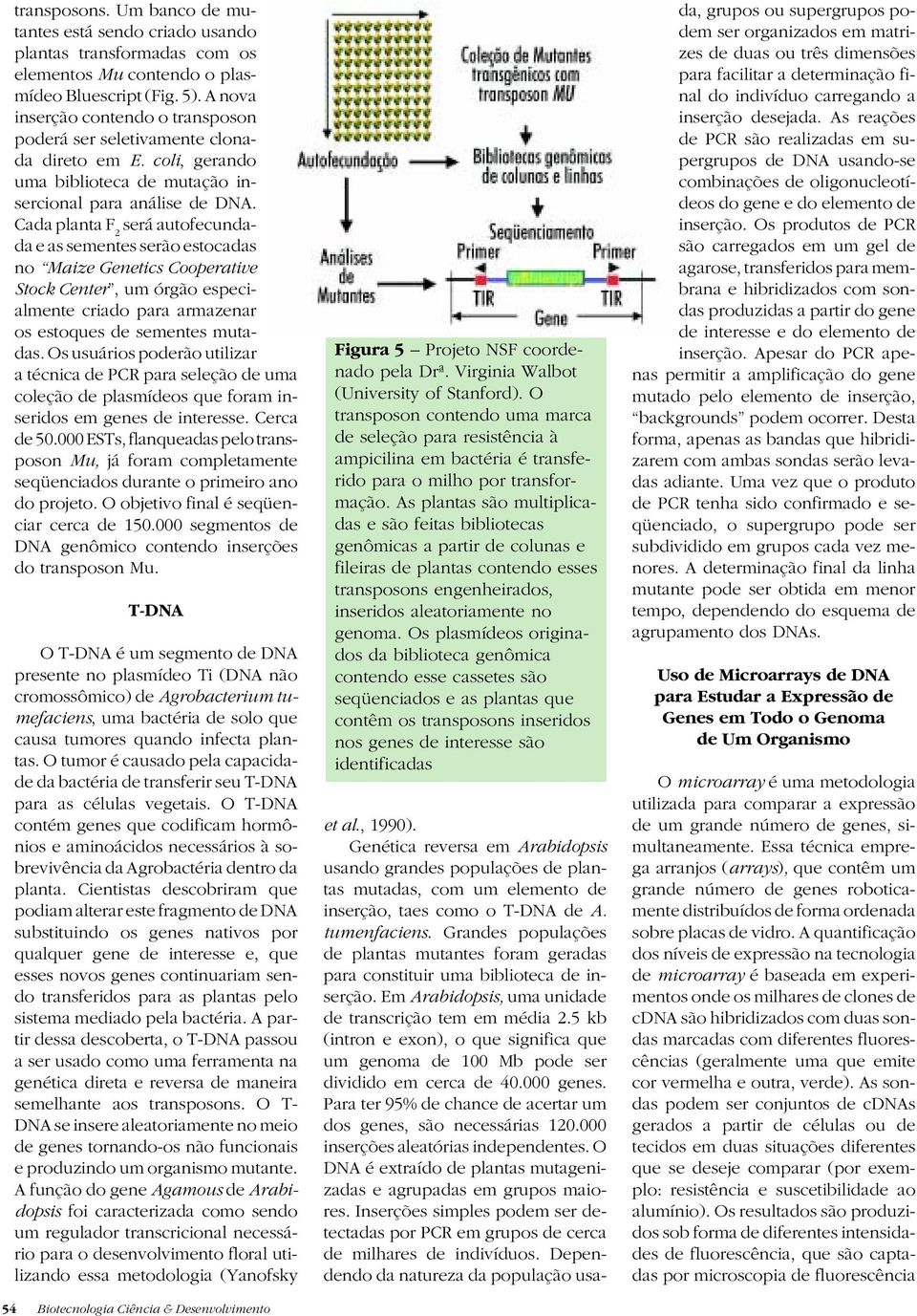 Cada planta F 2 será autofecundada e as sementes serão estocadas no Maize Genetics Cooperative Stock Center, um órgão especialmente criado para armazenar os estoques de sementes mutadas.