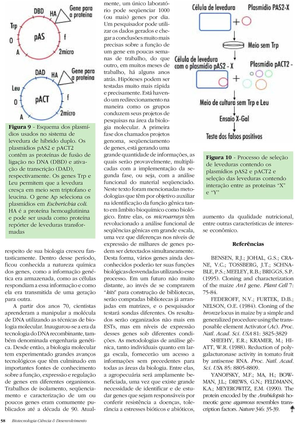 Os genes Trp e Leu permitem que a levedura cresça em meio sem triptofano e leucina. O gene Ap seleciona os plasmídios em Escherichia coli.