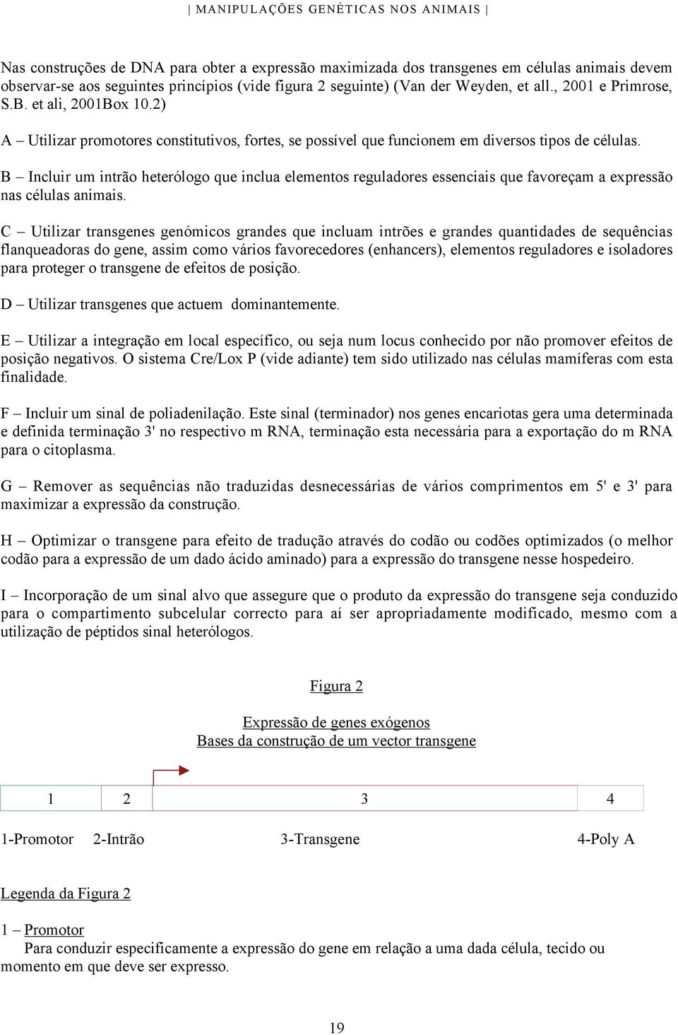 B Incluir um intrão heterólogo que inclua elementos reguladores essenciais que favoreçam a expressão nas células animais.