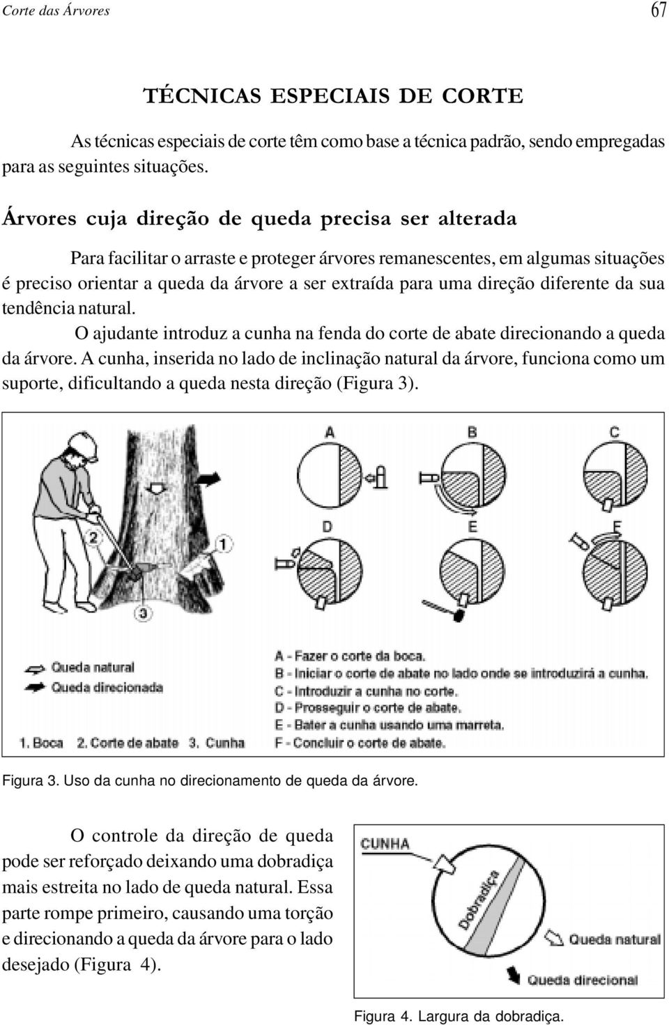 diferente da sua tendência natural. O ajudante introduz a cunha na fenda do corte de abate direcionando a queda da árvore.