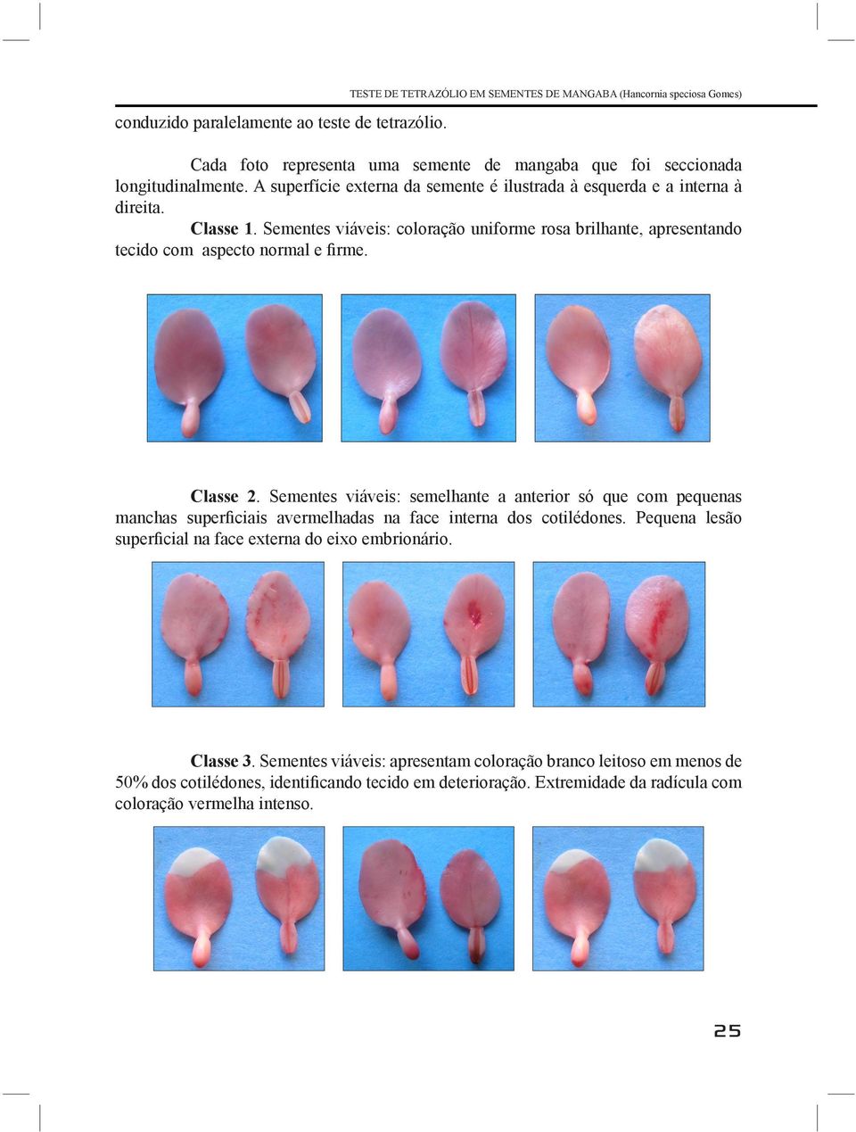 A superfície externa da semente é ilustrada à esquerda e a interna à direita. Classe 1. Sementes viáveis: coloração uniforme rosa brilhante, apresentando tecido com aspecto normal e firme.