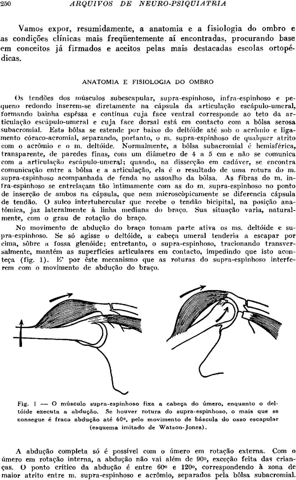 ANATOMIA E FISIOLOGÍA DO OMBRO Os tendões dos músculos subescapular, supra-espinhoso, infra-espinhoso e pequeno redondo inserem-se diretamente na cápsula da articulação escápulo-umeral, formando