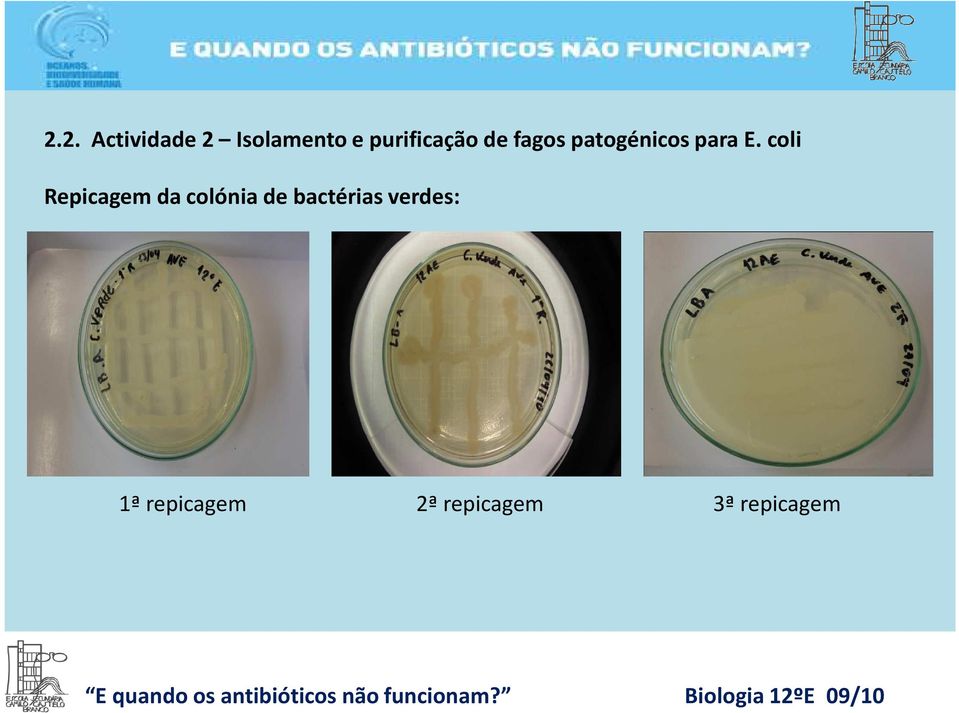 coli Repicagem da colónia de bactérias