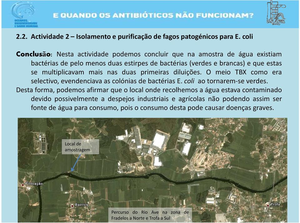 nas duas primeiras diluições. O meio TBX como era selectivo, evendenciava as colónias de bactérias E. coli ao tornarem-se verdes.