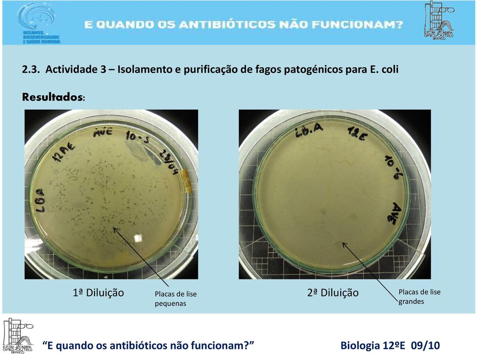 coli Resultados: 1ª Diluição Placas de