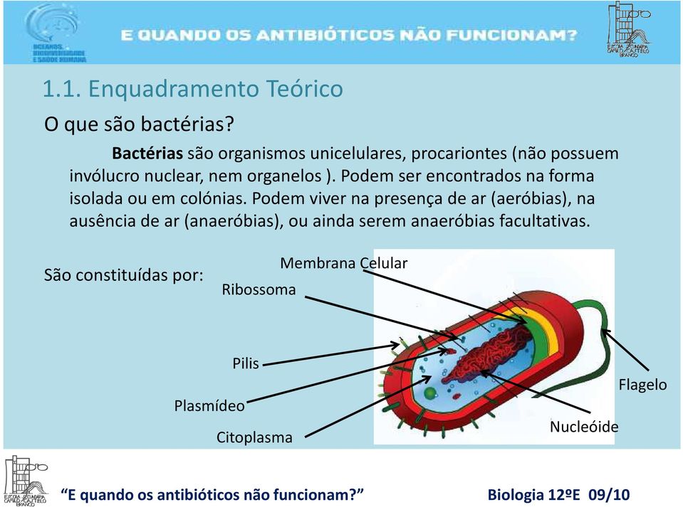 Podem ser encontrados na forma isolada ou em colónias.